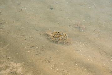 Bursatella leachii Sea Hare in Coastal Mudflats, New Zealand