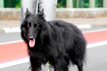 Medium to large, long-haired, black dog walking on a leash