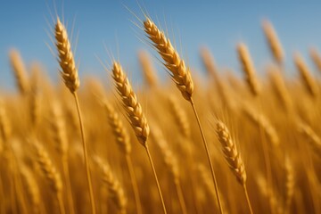 Fototapeta premium Golden wheat stalks sway under a clear blue sky field grain