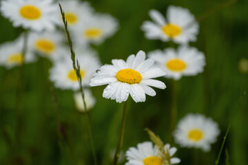 chamomiles on meadow with a dew drops