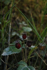 wild berries on the bush