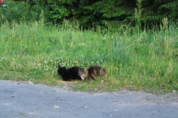 wild dog in the grass