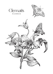 Vintage Blooming Clematis flowers bouquet and butterflies Botanical illustration for design greeting card, wedding decor, invitation, gift. Vector design element Hand drawn Black white engraved sketch
