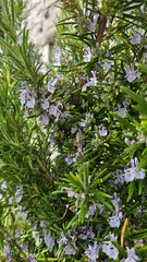 Obraz premium The view of rosemary flowering branches in bloom.Rosemary herb shrub in bloom. Scotland
