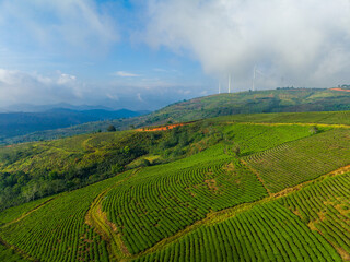 Lush green tea plantation in Da lat Vietnam with rolling hills and wind turbines
