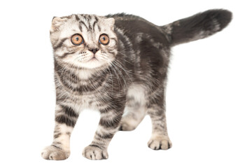 Little kitten Scottish fold cat in PNG isolated on transparent background, purebred Scottish Fold cat kitten