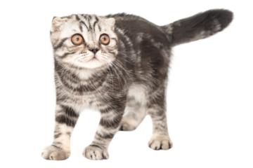 Little kitten Scottish fold cat in PNG isolated on transparent background, purebred Scottish Fold cat kitten