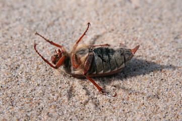 Common cockchafer close up on a sand background