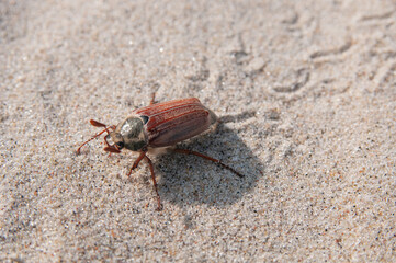 Common cockchafer close up on a sand background