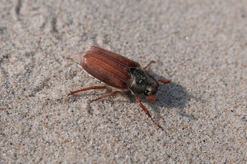 Common cockchafer close up on a sand background