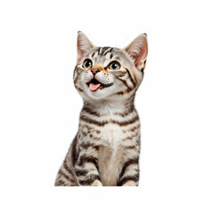 Obraz premium Playful Kitten's Curious Gaze: A close-up shot captures a lively and curious kitten with expressive eyes, pink tongue, and charming striped fur looking upward and off to the side.
