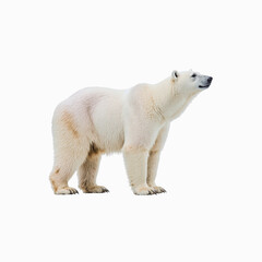 Fototapeta premium Majestic Polar Bear: A striking portrait of a formidable polar bear, showcasing its pristine white coat and powerful physique, symbolizing the strength and beauty of Arctic wildlife.