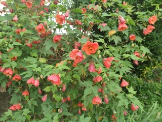 Fototapeta premium Abutilon striatum (Red Vein Indian Mallow), a showy plant with orange blooms of bell-shaped flowers. The blooms have red veining over yellow. Abutilon hybrid Juliet