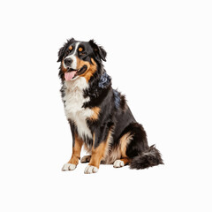 Loyal Companion: A stunning shot of a Bernese Mountain Dog sitting regally, showcasing its striking coat, and intelligent gaze. Perfect for pet lovers.