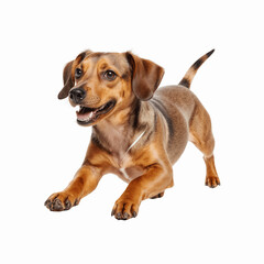 Happy Dachshund: A lively, playful, brown dachshund with a joyful smile and eager demeanor charges forward, tail wagging in delight.