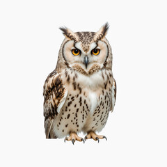 Naklejka premium Majestic Owl: A detailed portrait of an owl, capturing its striking features, from piercing eyes to intricate plumage, embodying wisdom and wild beauty.