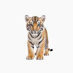 Fototapeta premium Majestic Cub's Gaze: A striking portrait of a Bengal tiger cub, with its distinctive orange and black stripes, captivating viewers with its piercing gaze.