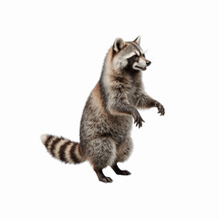 Obraz premium Curious Raccoon in Studio: A captivating full-body shot of a raccoon, standing upright, with a curious expression on its face, showcasing its distinctive masked face and striped tail.