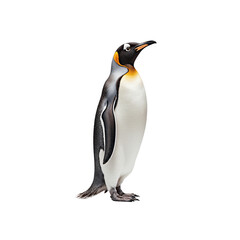 Fototapeta premium Majestic King Penguin Portrait: A stately king penguin stands tall in a studio shot, showcasing its striking plumage and regal posture.