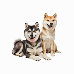 Dynamic Duo: Two beautiful dogs, one black and white, the other golden, share a moment of relaxed companionship, showcasing their distinct personalities and joyful expressions.