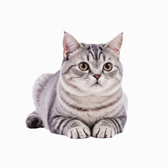 Elegant Silver Tabby: A charming silver tabby cat rests, with keen eyes, alert posture, showcasing its elegant stripes and expressive gaze.
