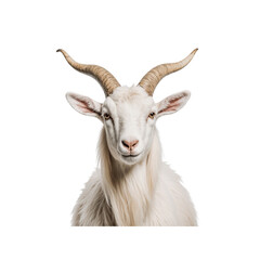 Majestic Goat Portrait: A captivating front-facing shot of a regal goat, showcasing its impressive horns, long beard, and striking gaze against a clean background.