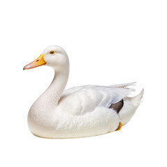 Elegant Duck: A pristine white duck gracefully rests, showcasing its beauty, elegance, and natural charm against a simple backdrop. 