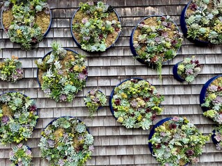 Circular succulent wall planters forming living art installation – Succulent Garden Series