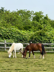 White and brown horses grazing near rustic fence and lush greenery – Pasture Serenity Collection