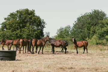 Herd of horses grazing in a sunny pasture