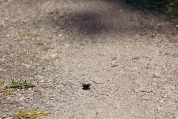 Red Admiral wings open on rocky path