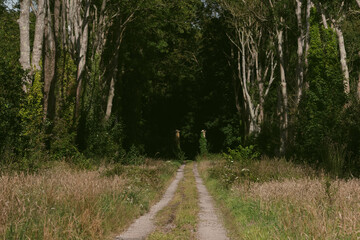 empty dirt road surrounded by trees and grass