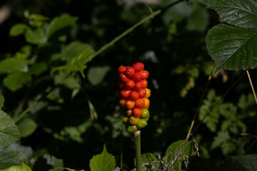 Red ripening berries in forest underbrush