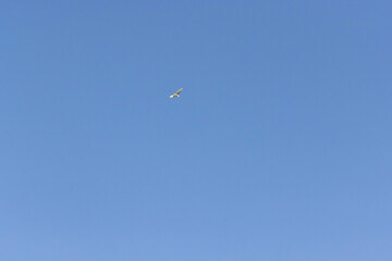 Blue heron soaring gracefully in clear blue sky