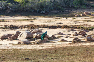 Peacock (national bird of Sri Lanka) standing on a rock in Yala national park, Sri Lanka, Asia