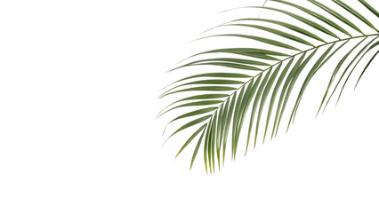 Obraz premium Serene Palm Frond Tropical Leaf Isolated on White Background