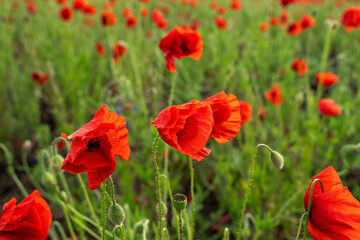 Beautiful summer Poppy fields, Pskov region