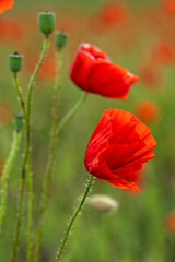 Naklejka premium Beautiful summer Poppy fields, Pskov region