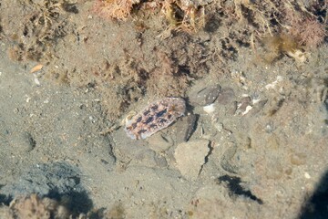 Dendrodoris krusensternii in Mudflat Puddle, New Zealand