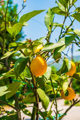 Oranges growing on a tree - closeup with selective focus