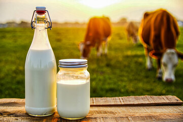 Fresh milk in glass bottles on wooden table with cows grazing in the background at golden hour light