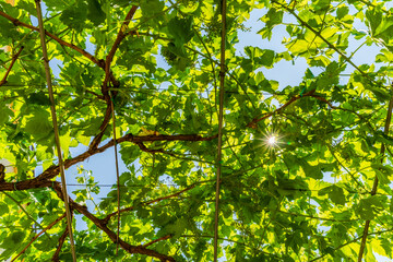 Green grapevines growing over a wooden frame, Trebinje in Bosnia-Herzegovina