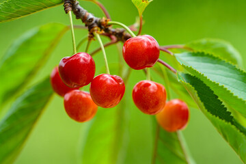 Fresh red cherries hanging on a branch ready to pick for a healthy snack and delicious dessert