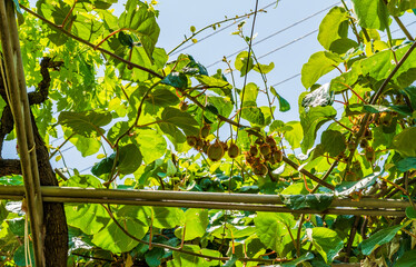 Kiwi fruit growing on vine