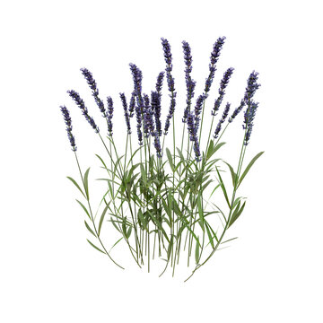 lavender flowers isolated on transparent background