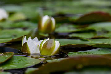 water lilies in the water under the rain. blurred background. colorful flower photo. natural...