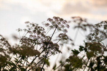 A soft, atmospheric background featuring the delicate silhouettes of wild meadow flowers. 