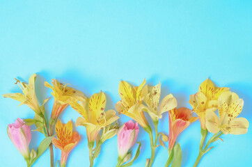 Bright yellow and pink alstroemeria flowers lined up on a pastel blue background. Ideal for spring-themed banners, invitations, and floral design projects. Copy space