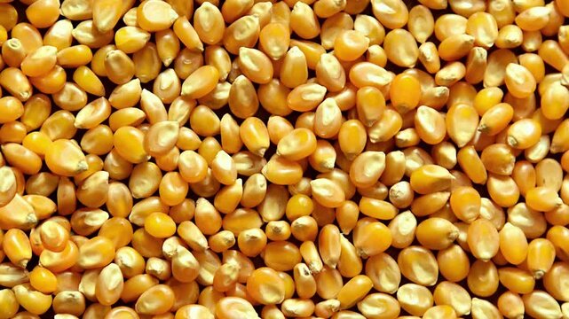 Dry corn grain. Popcorn kernels in close-up. Food texture. Agriculture concept, corn seeds