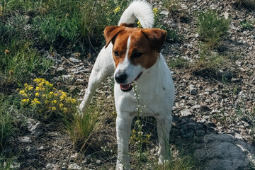 A small, playful dog stands on rocky ground surrounded by green grass and yellow flowers. 